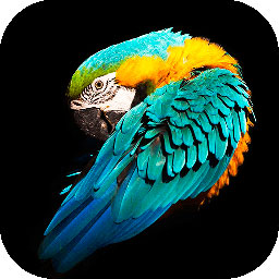 好用动态壁纸app v1.0.9 安卓版