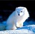 雪地幸存者imba1.24正式版 附隐藏英雄密码 雪地幸存者imba1.24正式版 附隐藏英雄密码