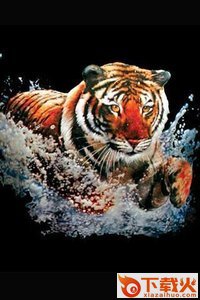 3D Tiger(3D虎)截图1