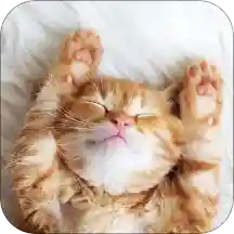 萌猫翻译神器app下载-萌猫翻译神器v1.1.9 手机版