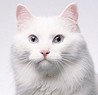 小白辅助管理系统 v3.3 绿色版 小白辅助管理系统 v3.3 绿色版