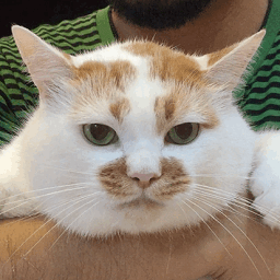 楼楼猫表情包大全 gif 