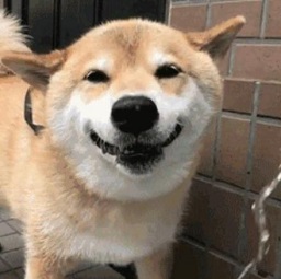 柴犬maruko游泳gif 微信表情包 