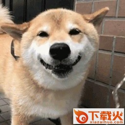 柴犬喝水微笑gif