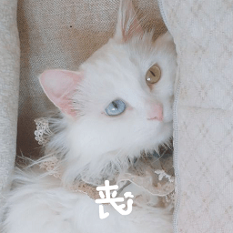 布偶猫表情包动图 