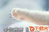 猫爪丑拒