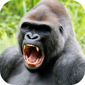 动物冲刺游戏下载-动物冲刺Animal Rushv0.2.28 安卓版