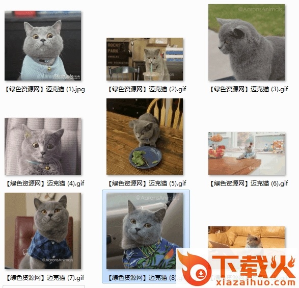 迈克猫表情包gif