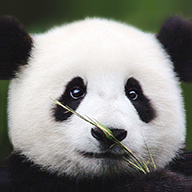 pom-pom碰碰下载-pom-pomVersion 3.1.0