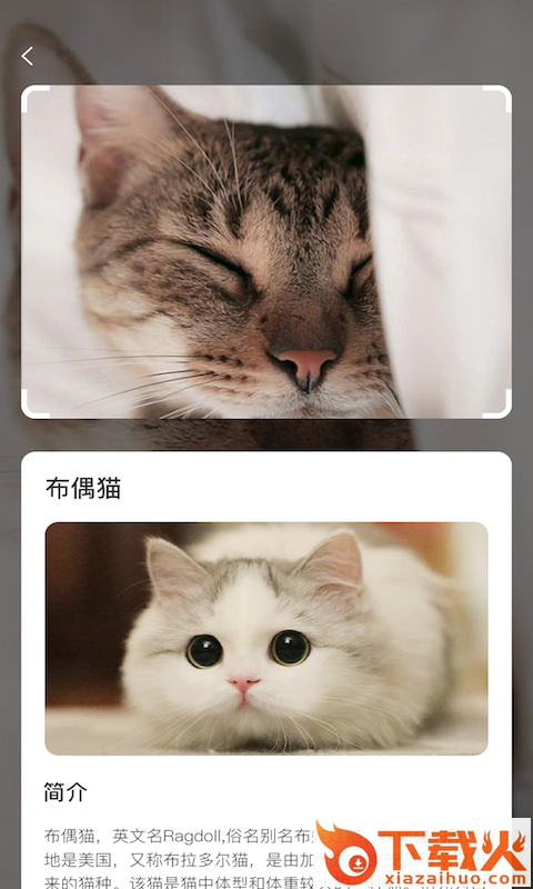 云养猫截图2