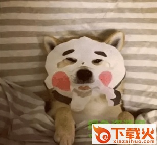 柴犬贴面膜gif