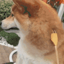 柴犬挠痒动态图 