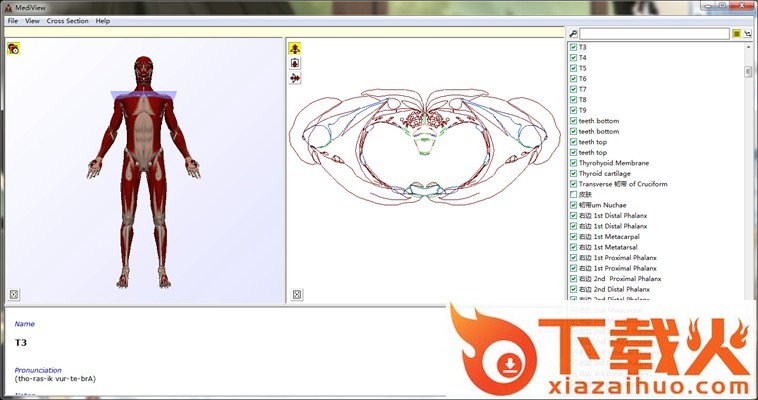 MediView中文版(3D人体骨骼解刨) v1.1 绿色汉化版 截图1