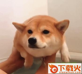 把狗扔进水里 gif