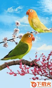 Birds鸟类生活墙纸截图2