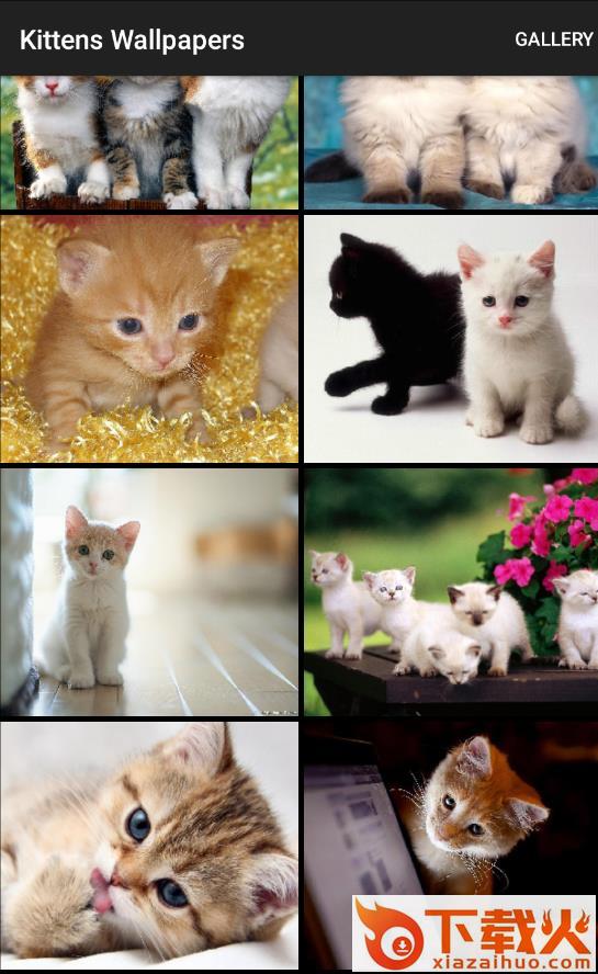 Kittens Wallpapers app截图1
