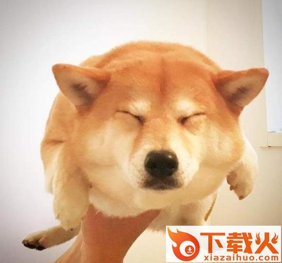 柴犬划水gif图片