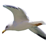 谷鸟股票APP v1.0 安卓版