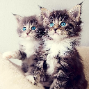 Kittens Wallpapers小猫壁纸软件下载-Kittens Wallpapers appv1.0 安卓版