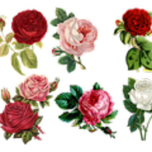 随心壁纸app v1.0 安卓版