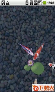 aniPet Koi Live Wallpaper鲤鱼水塘动态主题截图2