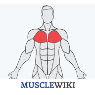 MuscleWiki手机版 v1.0.4 中文版 MuscleWiki手机版 v1.0.4 中文版
