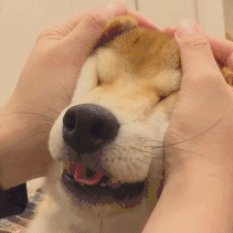 捏柴犬脸的表情包gif 动态图 捏柴犬脸的表情包gif 动态图