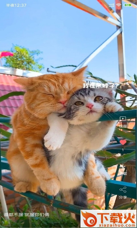 安果视频壁纸截图1