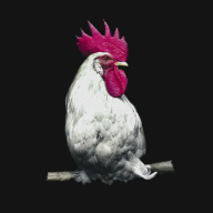 鸡盒app v1.5.0 安卓版