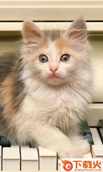 Kittens Wallpapers app截图2