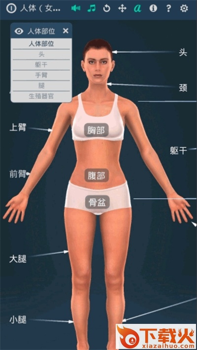 人体系统女性3d截图1